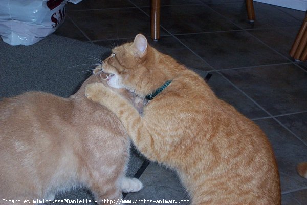 Photo de Chat domestique