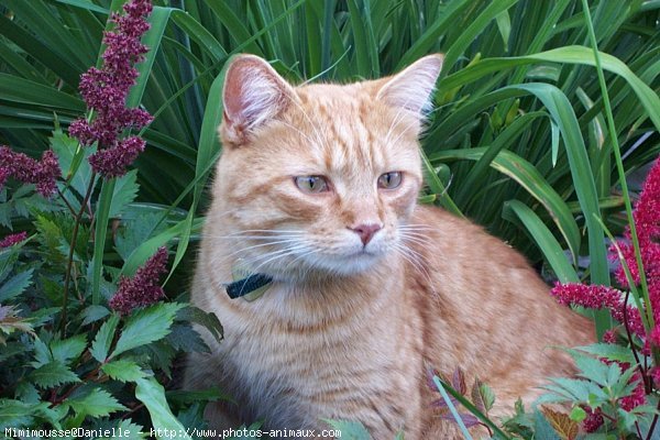 Photo de Chat domestique