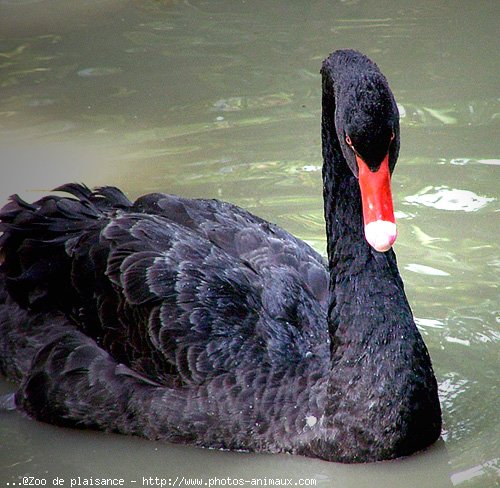 Photo de Cygne