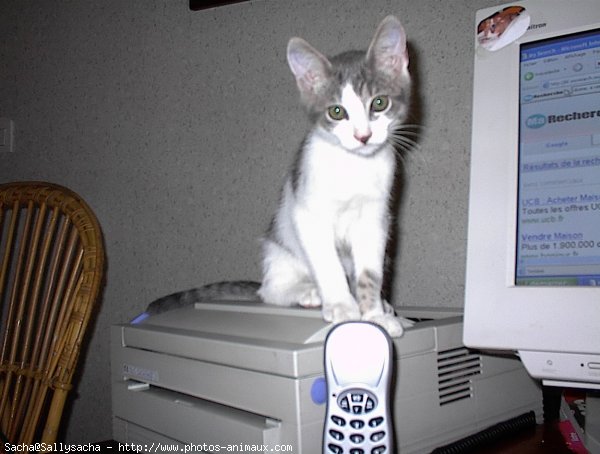 Photo de Chat domestique