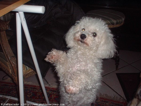 Photo de Bichon  poil fris