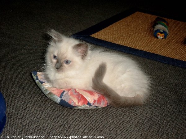 Photo de Ragdoll