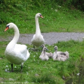 Photo de Cygne