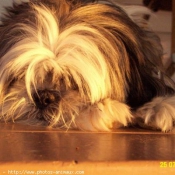 Photo de Shih tzu