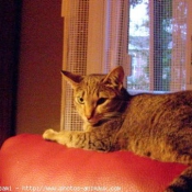 Photo d'Ocicat