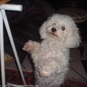 Photo de Bichon  poil fris