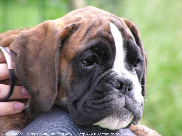 Photo de Boxer