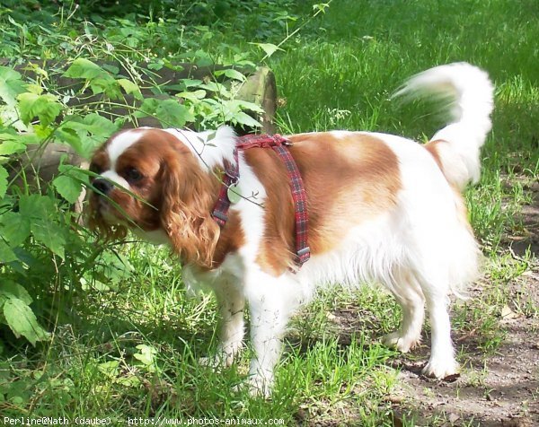 Photo de Cavalier king charles spaniel