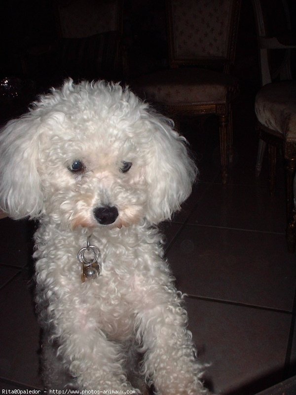 Photo de Bichon  poil fris