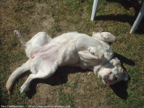 Photo de Labrador retriever