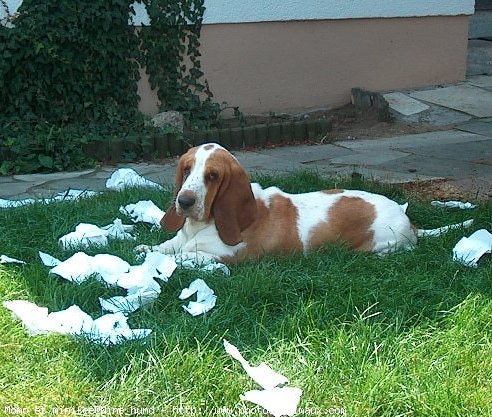 Photo de Basset hound