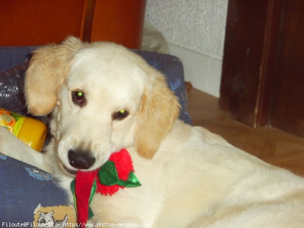 Photo de Golden retriever