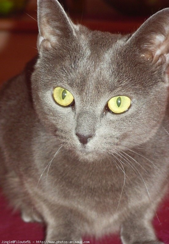 Photo de Chartreux