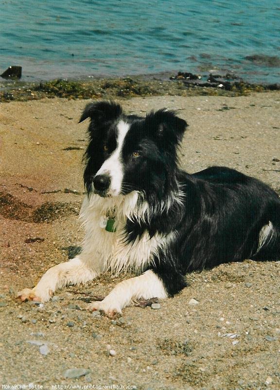 Photo de Border collie