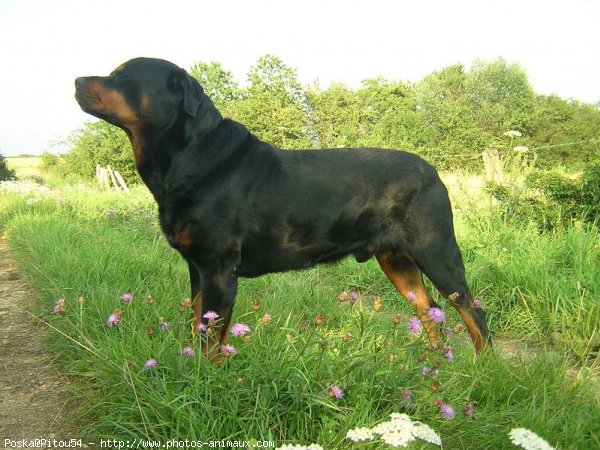 Photo de Rottweiler