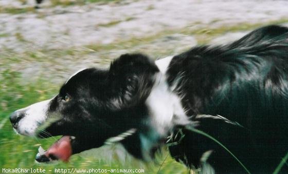 Photo de Border collie