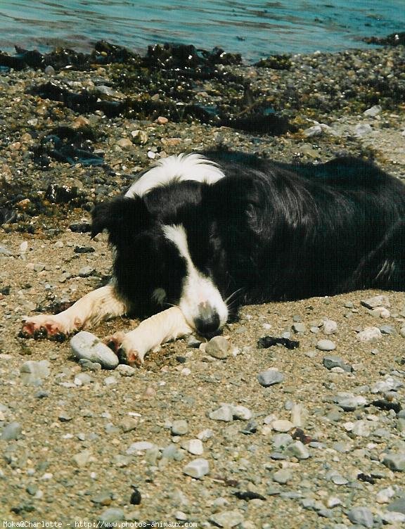 Photo de Border collie