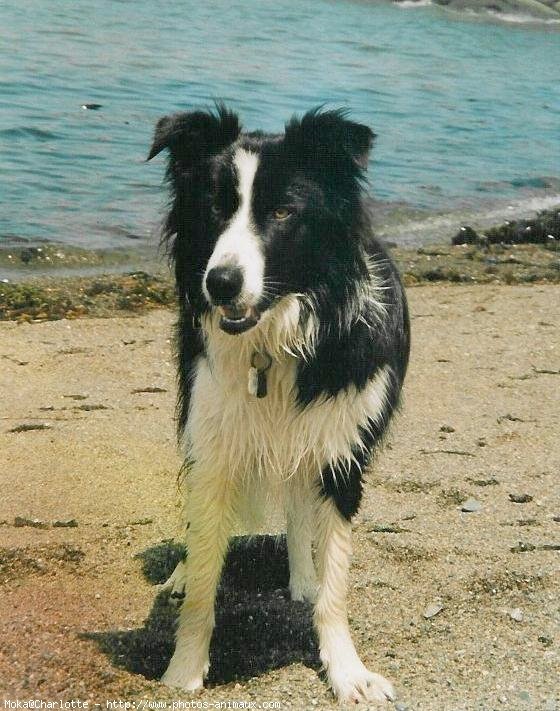 Photo de Border collie