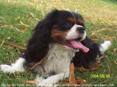 Photo de Cavalier king charles spaniel