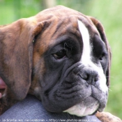 Photo de Boxer