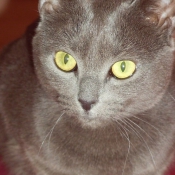 Photo de Chartreux