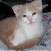 Photo de Scottish fold