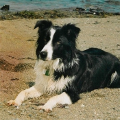 Photo de Border collie