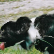 Photo de Border collie