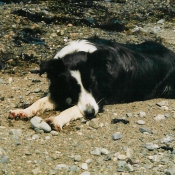 Photo de Border collie