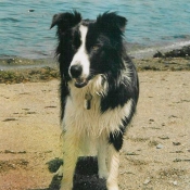 Photo de Border collie