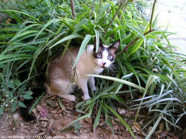 Photo de Snowshoe