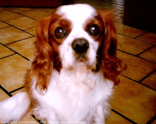 Photo de Cavalier king charles spaniel