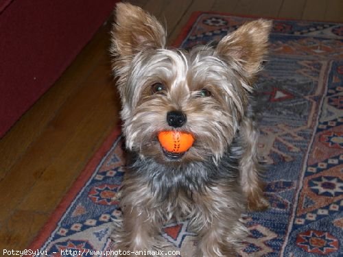 Photo de Yorkshire terrier