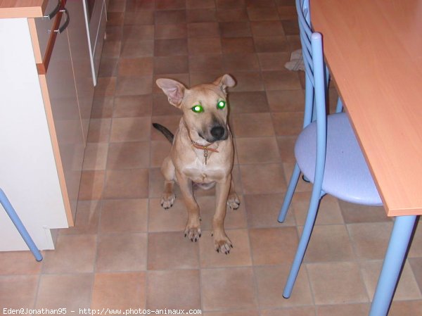 Photo de Berger belge malinois