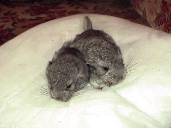 Photo de Chinchilla