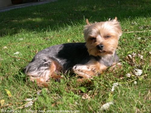 Photo de Yorkshire terrier