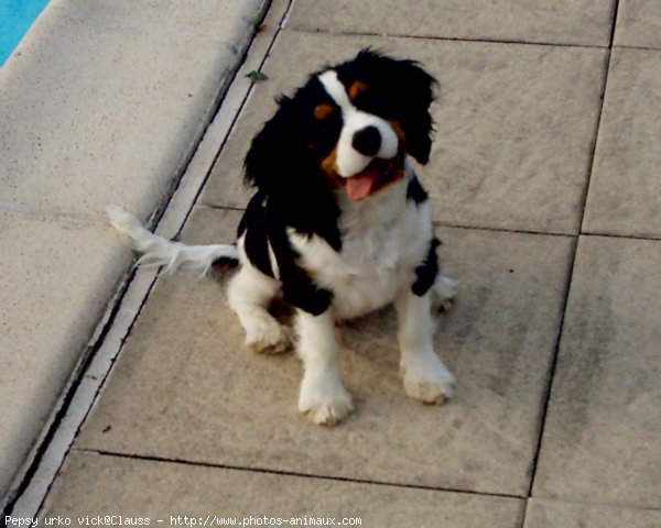 Photo de Cavalier king charles spaniel