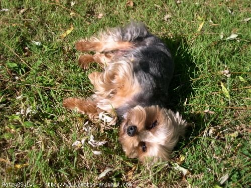 Photo de Yorkshire terrier