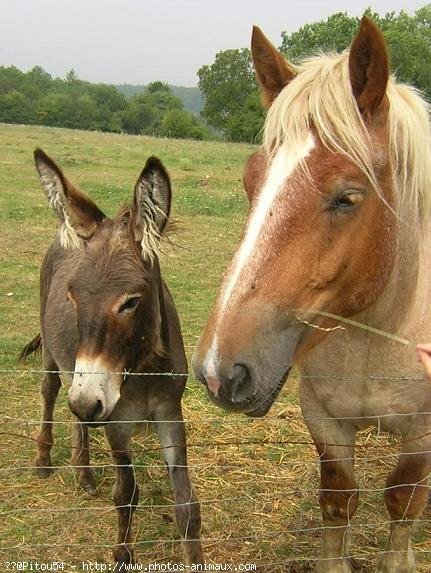 Photo de Races diffrentes