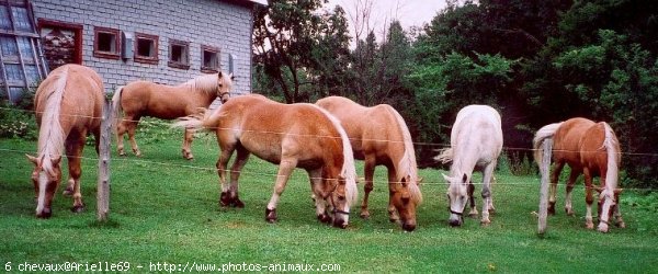 Photo de Races diffrentes