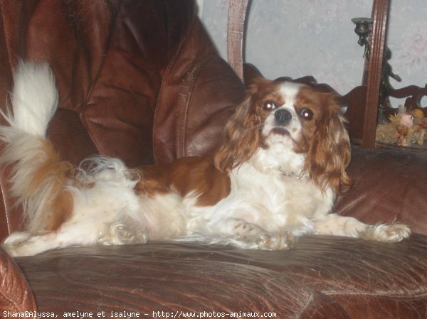 Photo de Cavalier king charles spaniel