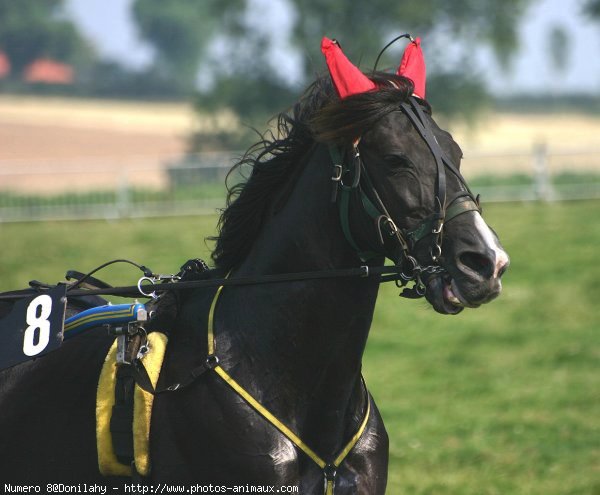 Photo de Trotteur franais