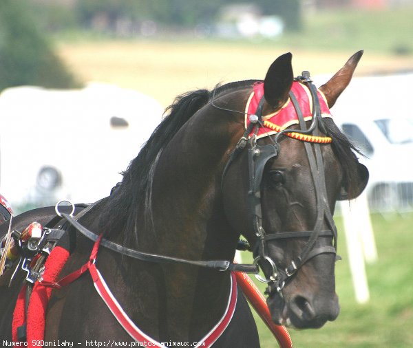 Photo de Trotteur franais