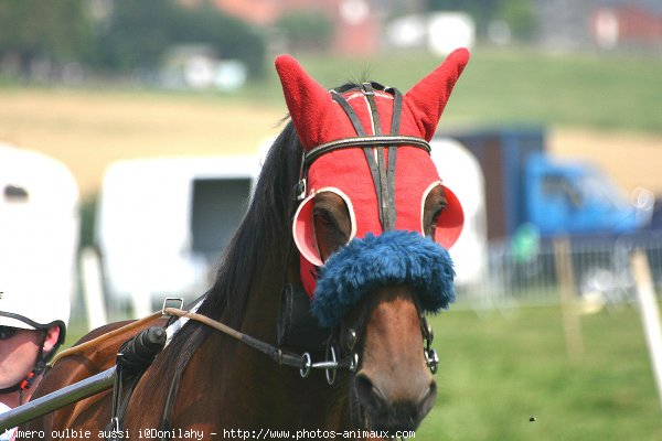 Photo de Trotteur franais