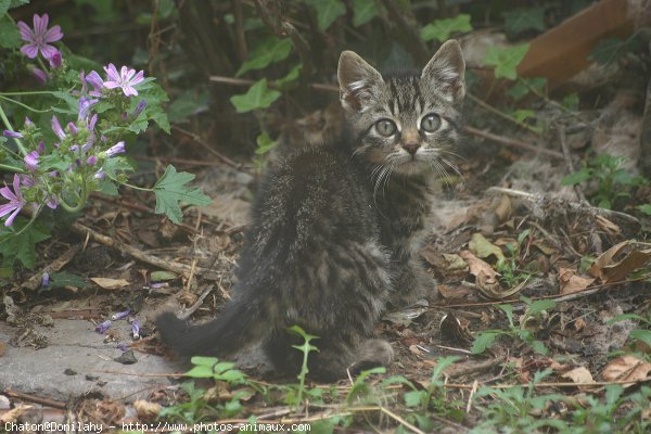 Photo de Chat domestique