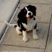 Photo de Cavalier king charles spaniel