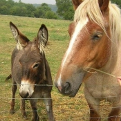 Photo de Races diffrentes