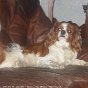 Photo de Cavalier king charles spaniel