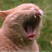 Photo de British shorthair