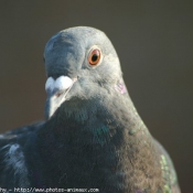 Photo de Pigeon